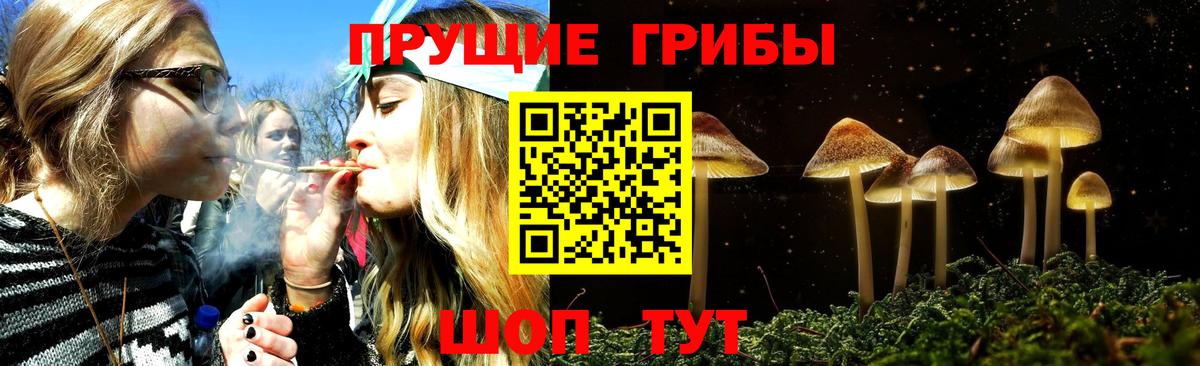 Псилоцибиновые грибы Psilocybine cubensis Шебекино